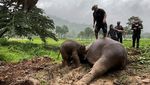 Dramatis, Evakuasi Gajah yang Terperosok Got di Thailand