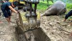 Dramatis, Evakuasi Gajah yang Terperosok Got di Thailand