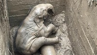 Tak hanya induk, seekor anak gajah juga terlihat di dalam lubang got saat penyelamatan.