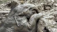 Evakuasi induk dan anak gajah dari lubang got itu berlangsung dramatis.