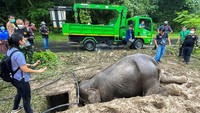 Seorang dokter hewan dan petugas penyelamat menyelamatkan seekor induk gajah setelah jatuh ke dalam lubang got di Taman Nasional Khao Yai, provinsi Nakhon Nayok, Thailand, Rabu, (13/7/2022).