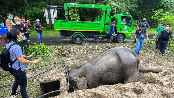Induk dan Anak Gajah Thailand Masuk Got, Evakuasi Berlangsung Dramatis An elephant calf is seen inside a manhole after a baby and mother elephant fell into a manhole in Khao Yai National Park, Nakhon Nayok province, Thailand, July 13, 2022. REUTERS/Taanruuamchon TPX IMAGES OF THE DAY