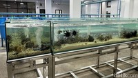 Tidak mengherankan bila sejumlah akuarium di laboratorium budidaya kantor ini bisa terisi dengan biota-biota laut yang langsung diambil dari pantai. Salah satunya akuarium di laboratorium budidaya gedung C. Foto: Rahma Indina Harbani