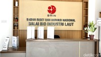 Meski sudah berdiri sejak 1998, menurut penuturan Kepala Pusat Riset Fahrurrozi, kantor ini baru diresmikan sejak November 2021 dengan nama baru yakni, Pusat Riset Bio Industri Laut dan Perairan Darat. Sebelumnya, pusat budidaya laut ini menyandang nama Balai Bio Industri Laut. Foto: Rahma Indina Harbani