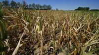 Tanaman kering terlihat di Bereguardo, 25 kilometer barat daya Milan di Italia utara. Menurut prakiraan cuaca, Italia mencapai 42 derajat celsius (107,6F) di kota utara Milan. Cuaca tersebut akan mencapai 37 derajat celsius di wilayah tengah dan selatan pada hari Jumat.