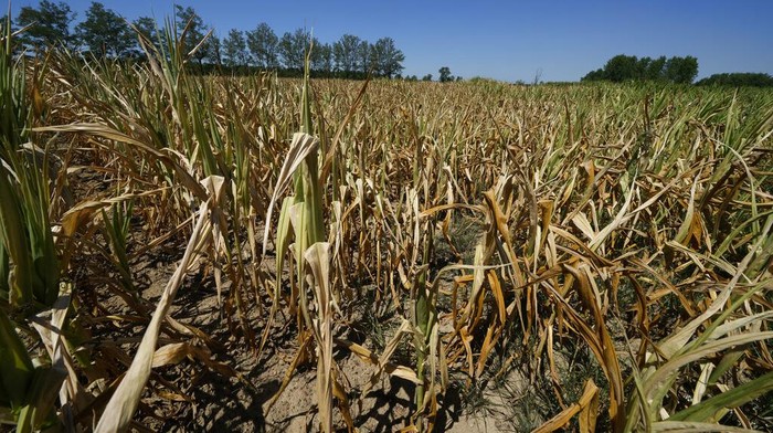 Dry out crops are seen in Bereguardo, 25 kilometres southwest of Milan in northern Italy, Friday, July 8, 2022. The Italian government declared a state of emergency early this week for much of the rain-parched north heavily agricultural regions amid a drought. (AP Photo/Luca Bruno)