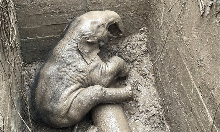 Penyelamatan bayi gajah Thailand