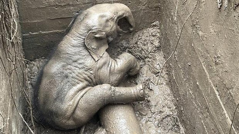 Penyelamatan bayi gajah Thailand Penyelamatan bayi gajah Thailand