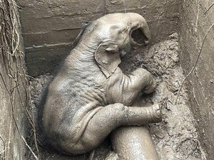 Bayi Gajah Terjebak di Lubang Drainase, Penyelamatannya Dramatis