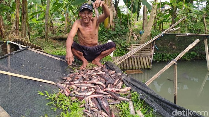 Peterna ikan di Magelang memperlihatkan bangkai ikan di kolamnya, Jumat (15/7/2022).
