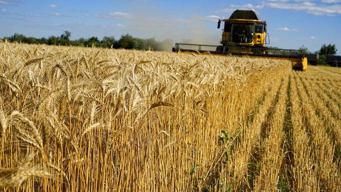 A Russian soldier atop of a military truck guards an area during foreign journalists watch and film as farmers of the Voznesenka-Agro farm harvest with their combine in a wheat field not far from Melitopol, south Ukraine, Thursday, July 14, 2022. About 300,000 tonnes of harvest have been collected in Melitopol district of Zaporizhzhia region. Russia took control of part of the Zaporizhzhia region quickly after the launch of the military operation in Ukraine. This photo was taken during a trip organized by the Russian Ministry of Defense. (AP Photo)
