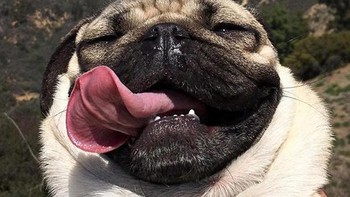 Akhirnya bisa foto di depan tulisan Hollywood. Foto: (Bored Panda).