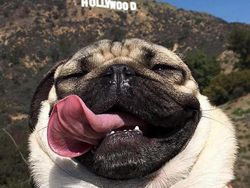 20 Potret Hewan Asyik Selfie, Bikin Kamu Senyum-Senyum Sendiri