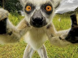 20 Potret Hewan Asyik Selfie, Bikin Kamu Senyum-Senyum Sendiri