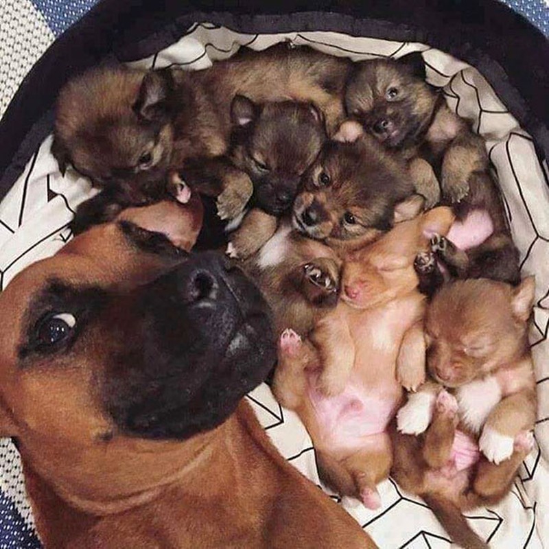 20 Potret Hewan Asyik Selfie, Bikin Kamu Senyum-Senyum Sendiri