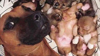 Aku dan anak-anakku, tulis sang anjing di media sosialnya. Foto: (Bored Panda).