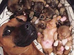 20 Potret Hewan Asyik Selfie, Bikin Kamu Senyum-Senyum Sendiri