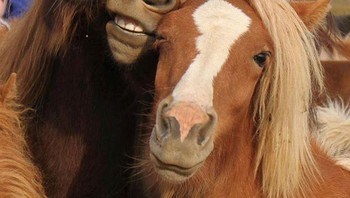 Abis dari salon nih. Foto: (Bored Panda).