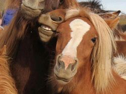 20 Potret Hewan Asyik Selfie, Bikin Kamu Senyum-Senyum Sendiri