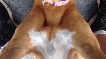 Terlihat bahagia sekali anjingnya. Foto: (Bored Panda).