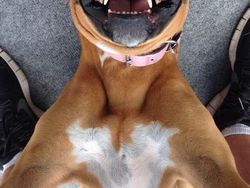 20 Potret Hewan Asyik Selfie, Bikin Kamu Senyum-Senyum Sendiri