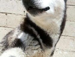 20 Potret Hewan Asyik Selfie, Bikin Kamu Senyum-Senyum Sendiri