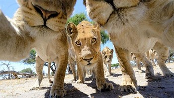 Alih-alih selfie, kayak mau menerkam gitu posisinya ya. Foto: (Bored Panda).