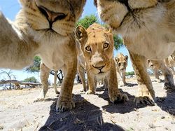 20 Potret Hewan Asyik Selfie, Bikin Kamu Senyum-Senyum Sendiri