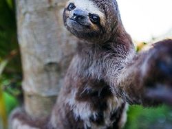 20 Potret Hewan Asyik Selfie, Bikin Kamu Senyum-Senyum Sendiri