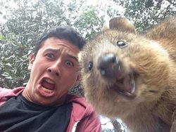 20 Potret Hewan Asyik Selfie, Bikin Kamu Senyum-Senyum Sendiri