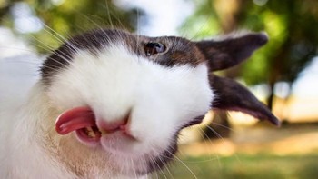 Nah kan kelinci ikutan selfie juga. Foto: (Bored Panda).