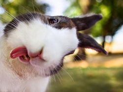 20 Potret Hewan Asyik Selfie, Bikin Kamu Senyum-Senyum Sendiri