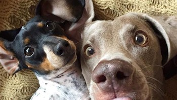 Namanya gaya selfie sambil menjulurkan lidah. Foto: (Bored Panda).