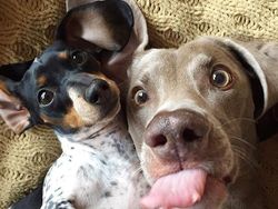 20 Potret Hewan Asyik Selfie, Bikin Kamu Senyum-Senyum Sendiri