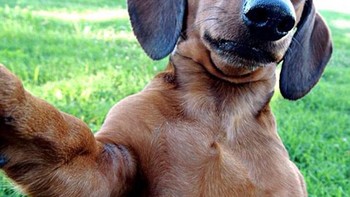 Healing dulu ya guys ya. Foto: (Bored Panda).