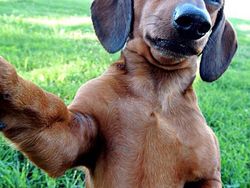 20 Potret Hewan Asyik Selfie, Bikin Kamu Senyum-Senyum Sendiri