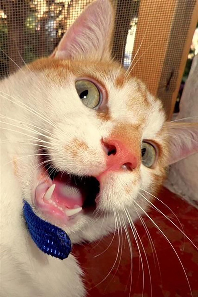 20 Potret Hewan Asyik Selfie, Bikin Kamu Senyum-Senyum Sendiri