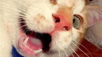 Cilukba. Foto: (Bored Panda).