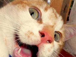 20 Potret Hewan Asyik Selfie, Bikin Kamu Senyum-Senyum Sendiri