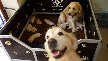 Say cheese guys. Foto: (Bored Panda).