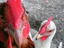 20 Potret Hewan Asyik Selfie, Bikin Kamu Senyum-Senyum Sendiri