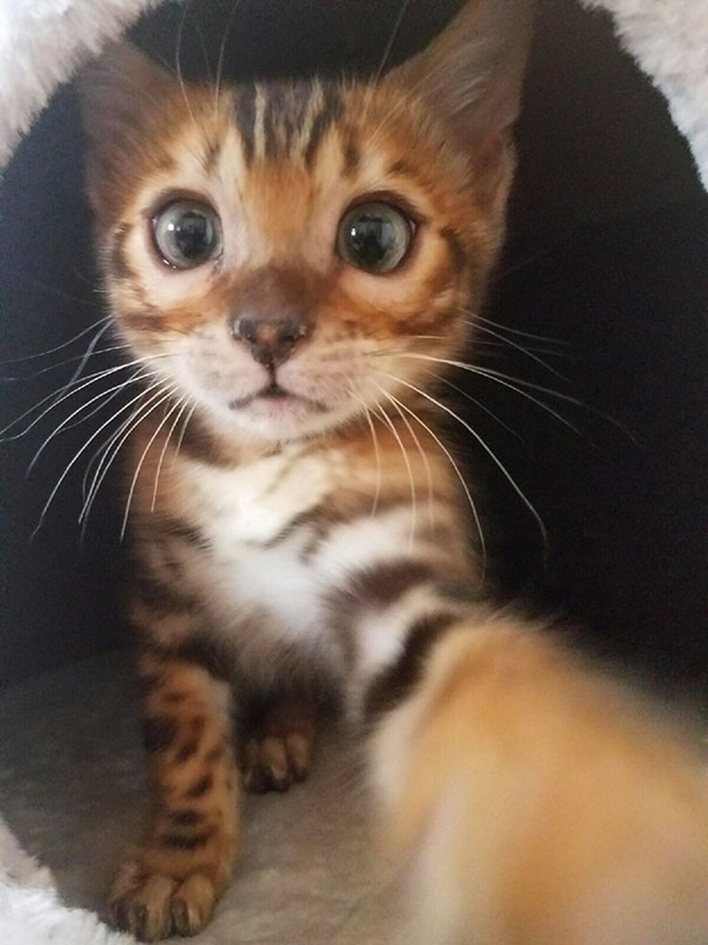 20 Potret Hewan Asyik Selfie, Bikin Kamu Senyum-Senyum Sendiri