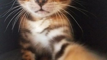 Imut banget. Foto: (Bored Panda).