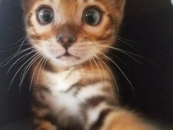 20 Potret Hewan Asyik Selfie, Bikin Kamu Senyum-Senyum Sendiri