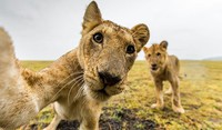 20 Potret Hewan Asyik Selfie, Bikin Kamu Senyum-Senyum Sendiri