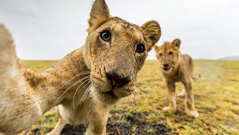 Mengabadikan momen berdua pasangan. Foto: (Bored Panda).