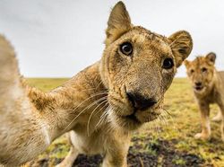 20 Potret Hewan Asyik Selfie, Bikin Kamu Senyum-Senyum Sendiri