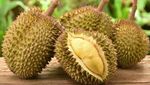Unik! 10 Jenis Durian Ini Bentuk dan Daging Buahnya Berbeda
