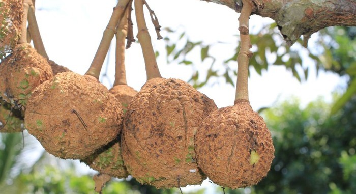 5 Durian Unik Indonesia, Durian Gundul hingga Durian Pelangi 5 Durian Unik Indonesia, Durian Gundul hingga Durian Pelangi
