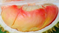 Ada lagi yang tak kalah unik, yakni Durian Pelangi yang berasala dari Manokwari, Papua Barat. Dagingnay berwarna gradasi putih, merah, dan kuning. Foto: Istimewa